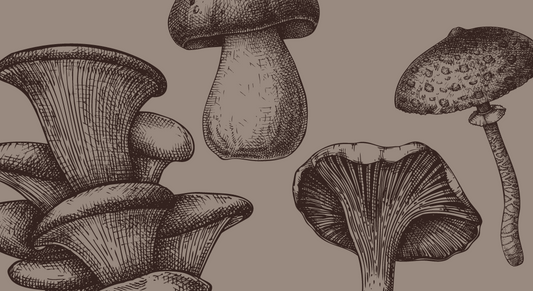 Your Guide to the Health Benefits of Mushrooms & Mushroom Supplements
